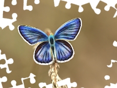Fractalius, butterfly, blue
