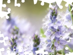 Fractalius, purple, Flowers