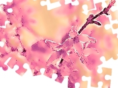 Fractalius, forsythia, graphics