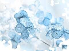 hydrangea, Fractalius