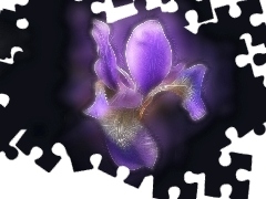 iris, Fractalius