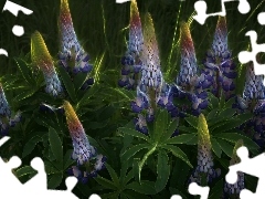 Fractalius, blue, lupine