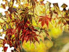 Fractalius, Leaf, maple