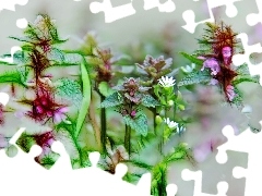 plants, Fractalius