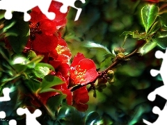 Red, quinces, Fractalius, Flowers