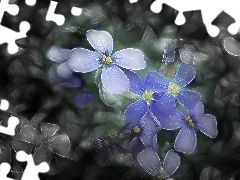 Fractalius, Flowers, Wildflowers