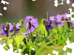 fragrant violets, grass