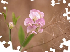 peas, Pink, Flowers, fragrant