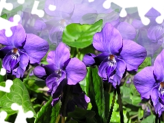 purple, fragrant violets, graphics, Flowers