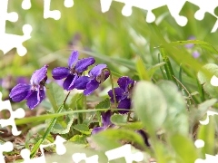 fragrant violets