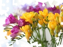 color, Freesias