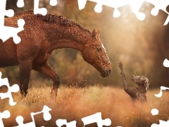 dog, Horse, friends, feet