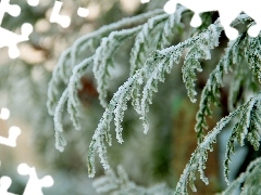 Frost, thuja, winter