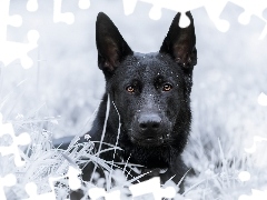 grass, German Shepherd, frosted