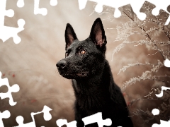 dog, frosty, Plants, Black German Shepherd Dog