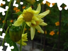 Yellow Honda, Flowers, fructification, Dalia