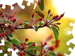 Buds, trees, fruit, flowers