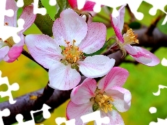 fruit, cherry, trees, viewes, Flowers