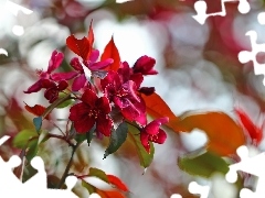 claret, trees, fruit, Flowers