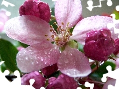 Flowers, viewes, fruit, trees