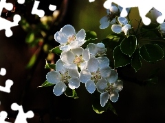 fruit, Fractalius, Flowers, trees, White