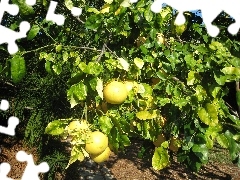 trees, grape-fruit