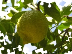 fruit, sapling, lemons