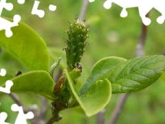 Magnolia, fruit