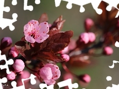 Pink, trees, fruit, Flowers