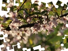 Pink, trees, fruit, Flowers