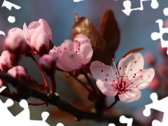 Pink, trees, fruit, Flowers