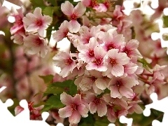 Pink, trees, fruit, Flowers