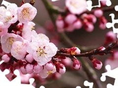 Pink, trees, fruit, Flowers