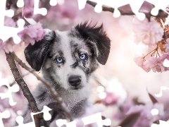 dog, Australian Shepherd, Fruit Tree, Puppy