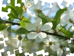 fruit, flourishing, trees