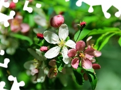 fruit, flourishing, trees