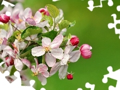 twig, trees, fruit, flourishing