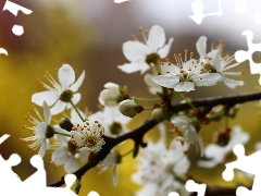 White, trees, fruit, Flowers