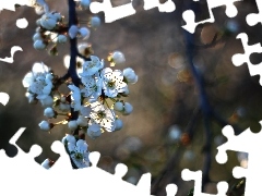 White, trees, fruit, Flowers