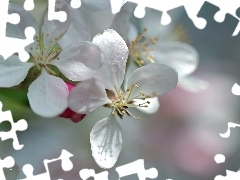 White, trees, fruit, Flowers