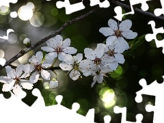 White, trees, fruit, Flowers