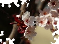 White, trees, fruit, Flowers