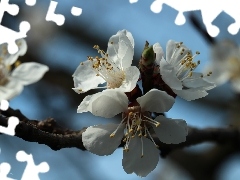 White, trees, fruit, Flowers