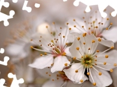 White, trees, fruit, Flowers