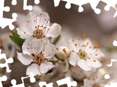 White, trees, fruit, Flowers