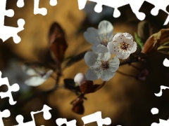 White, trees, fruit, Flowers