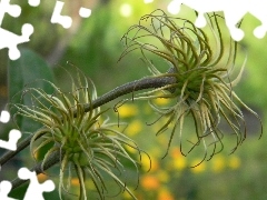 Fruitbodies, faded, Clematis