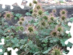 Aceny Buchanana, spiky, Fruits