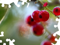 Fruits, Red, currants
