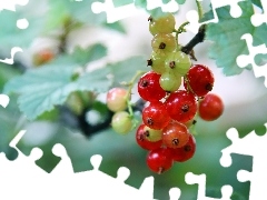 Fruits, Red, currants